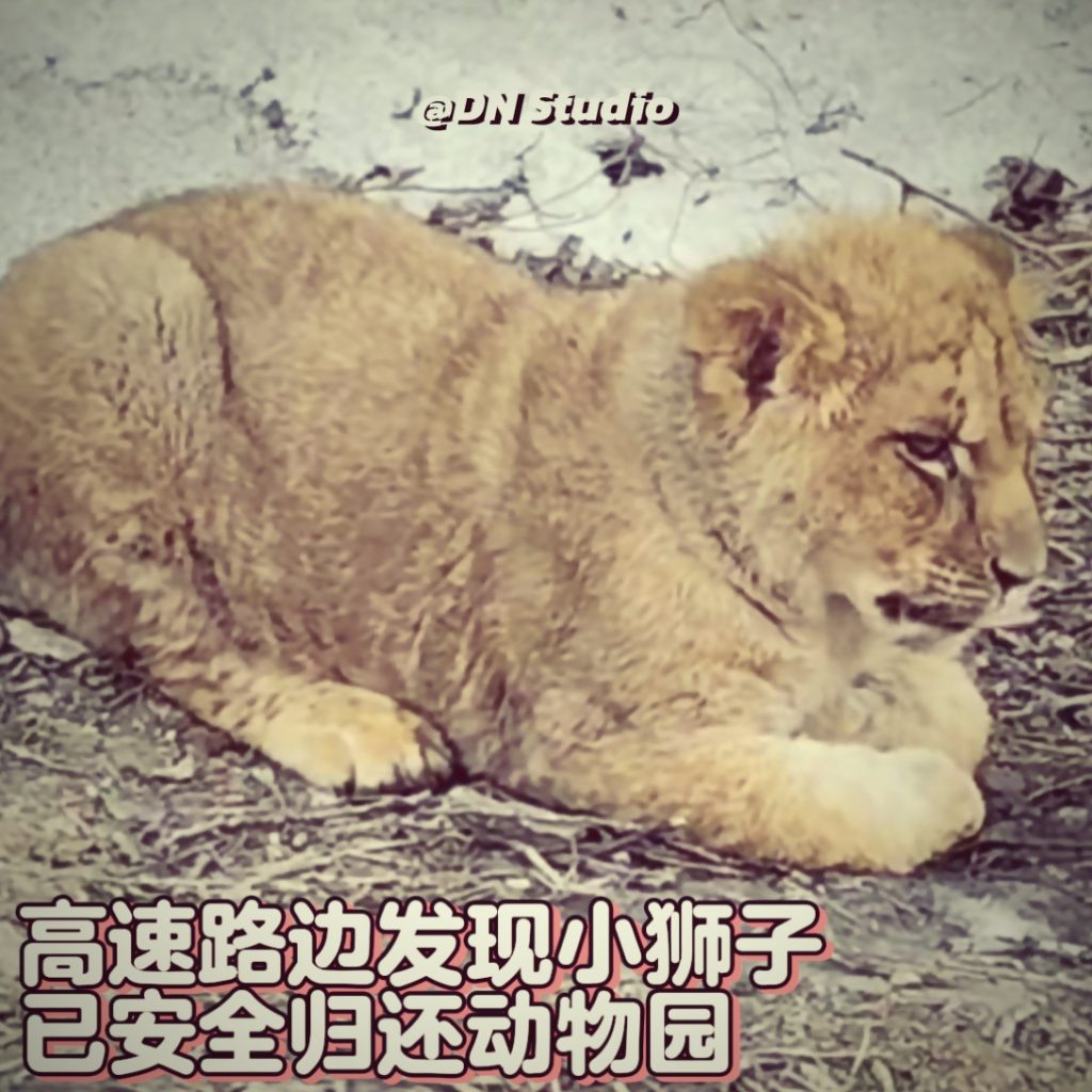 山西高速路边发现小狮子：虚惊一场，却值得深思