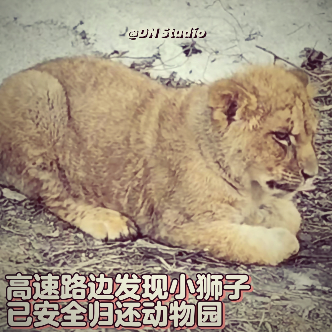 山西高速路边发现小狮子：虚惊一场，却值得深思