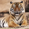 柔佛居銮疑现老虎身影 引发居民关注与生态讨论
