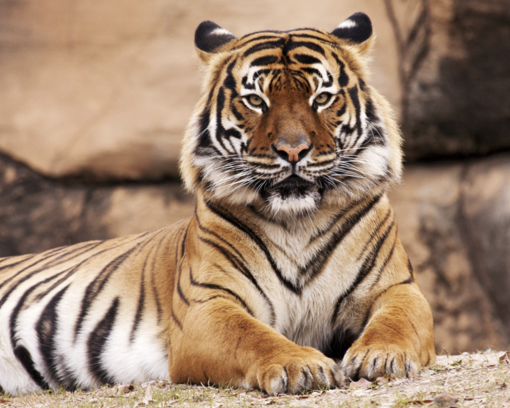 柔佛居銮疑现老虎身影 引发居民关注与生态讨论