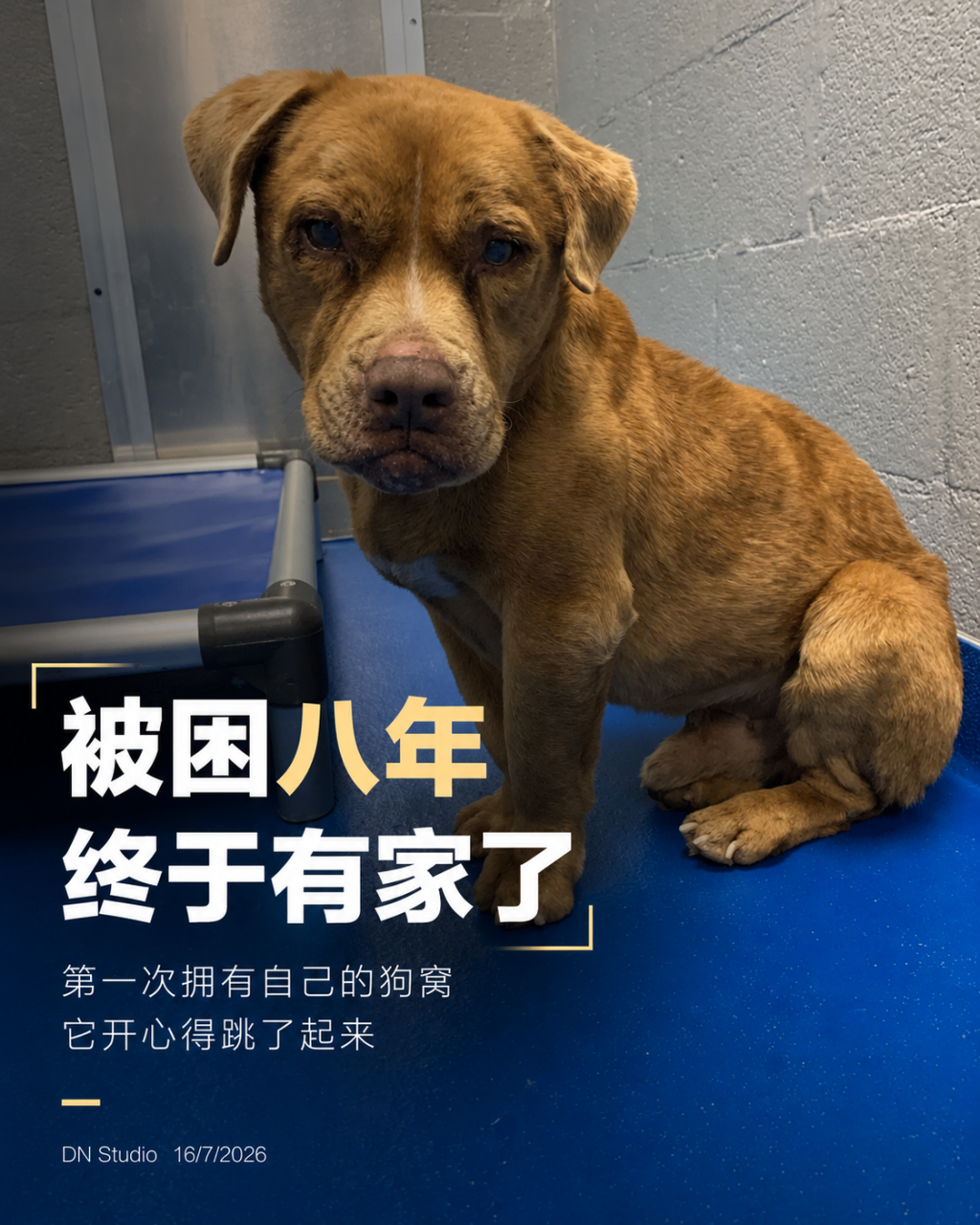 被铁链困住8年后，盲犬Stevie第一次拥有狗窝